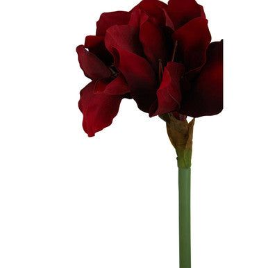 Fiori Burgundy Amaryllis Flower Stem