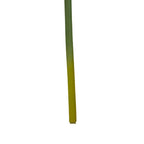 Fiori Burgundy Amaryllis Flower Stem