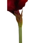 Fiori Burgundy Amaryllis Flower Stem