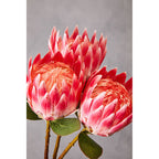 Fiori Pink Protea Flower Stem
