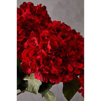 Fiori Red Hydrangea Flower Stem