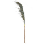 Fiori Blue Tall Pampas Grass Stem