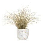Grass Plant in a Pot | Fiori