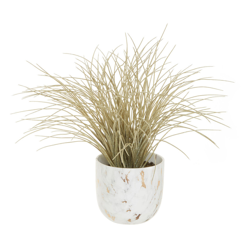 Grass Plant in a Pot | Fiori