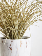 Grass Plant in a Pot | Fiori