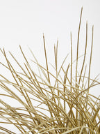Grass Plant in a Pot | Fiori