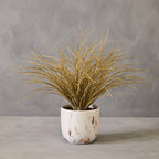 Grass Plant in a Pot | Fiori