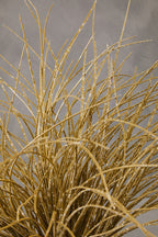 Grass Plant in a Pot | Fiori