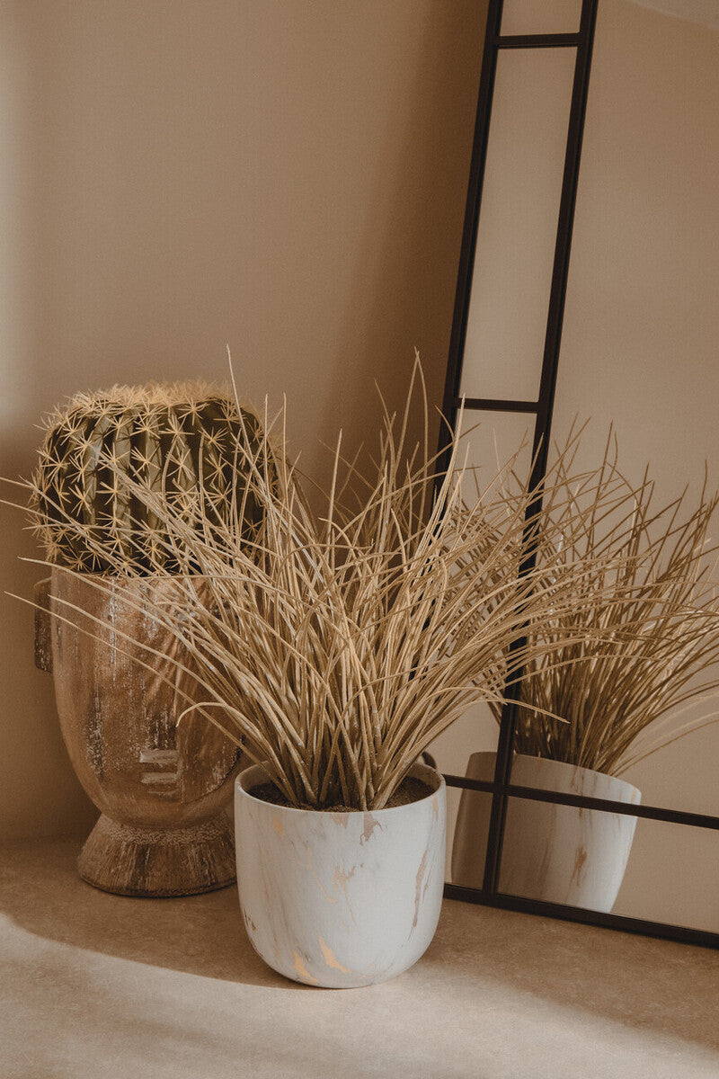 Grass Plant in a Pot | Fiori