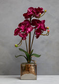 Purple Orchid in Silver Pot | Fiori