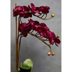 Purple Orchid in Silver Pot | Fiori