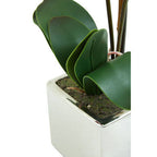 Purple Orchid in Silver Pot | Fiori