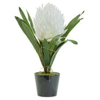 White Tropical Plant in Black Pot | Fiori