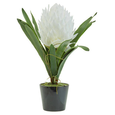 White Tropical Plant in Black Pot | Fiori