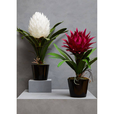 White Tropical Plant in Black Pot | Fiori