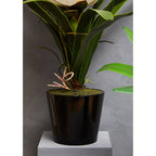 White Tropical Plant in Black Pot | Fiori