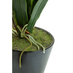 White Tropical Plant in Black Pot | Fiori
