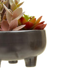 Mixed Succulents in Grey Ceramic Pot | Fiori