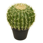 Fiori Round Cactus in Pot