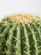Fiori Round Cactus in Pot