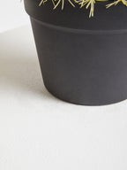 Fiori Round Cactus in Pot