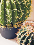 Fiori Round Cactus in Pot