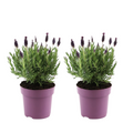 Lavender bush - 2 pcs. - Lavandula stoechas 'Anouk' - Height 25-35cm - ⌀15cm