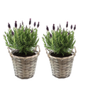 Lavender bush - 2 pcs. - Lavandula stoechas 'Anouk' - Height 25-35cm - ⌀15cm