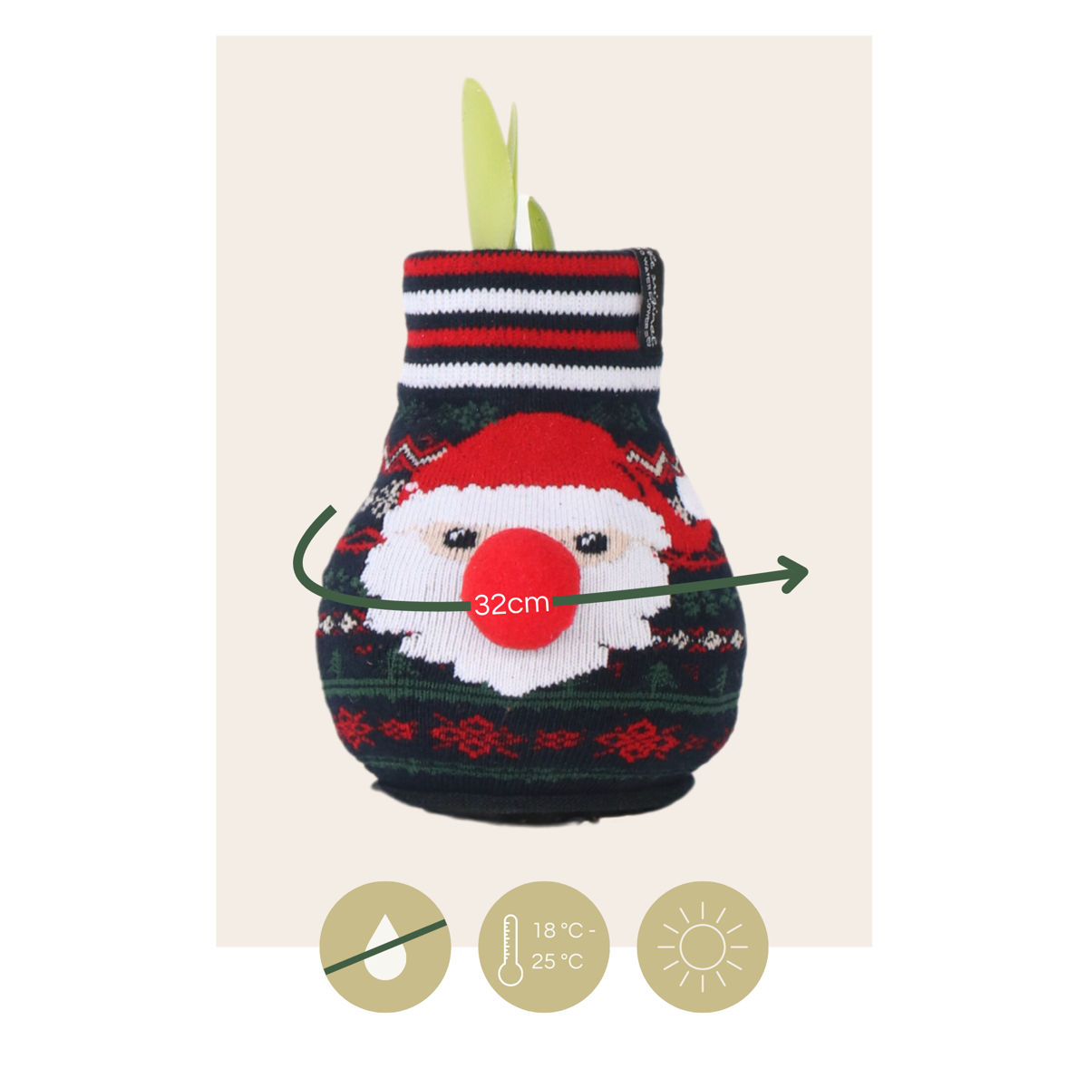 Amaryllis - 3 pcs. - Hippeastrum 'Xmas Sweater Mix' - Flower Bulb - Red