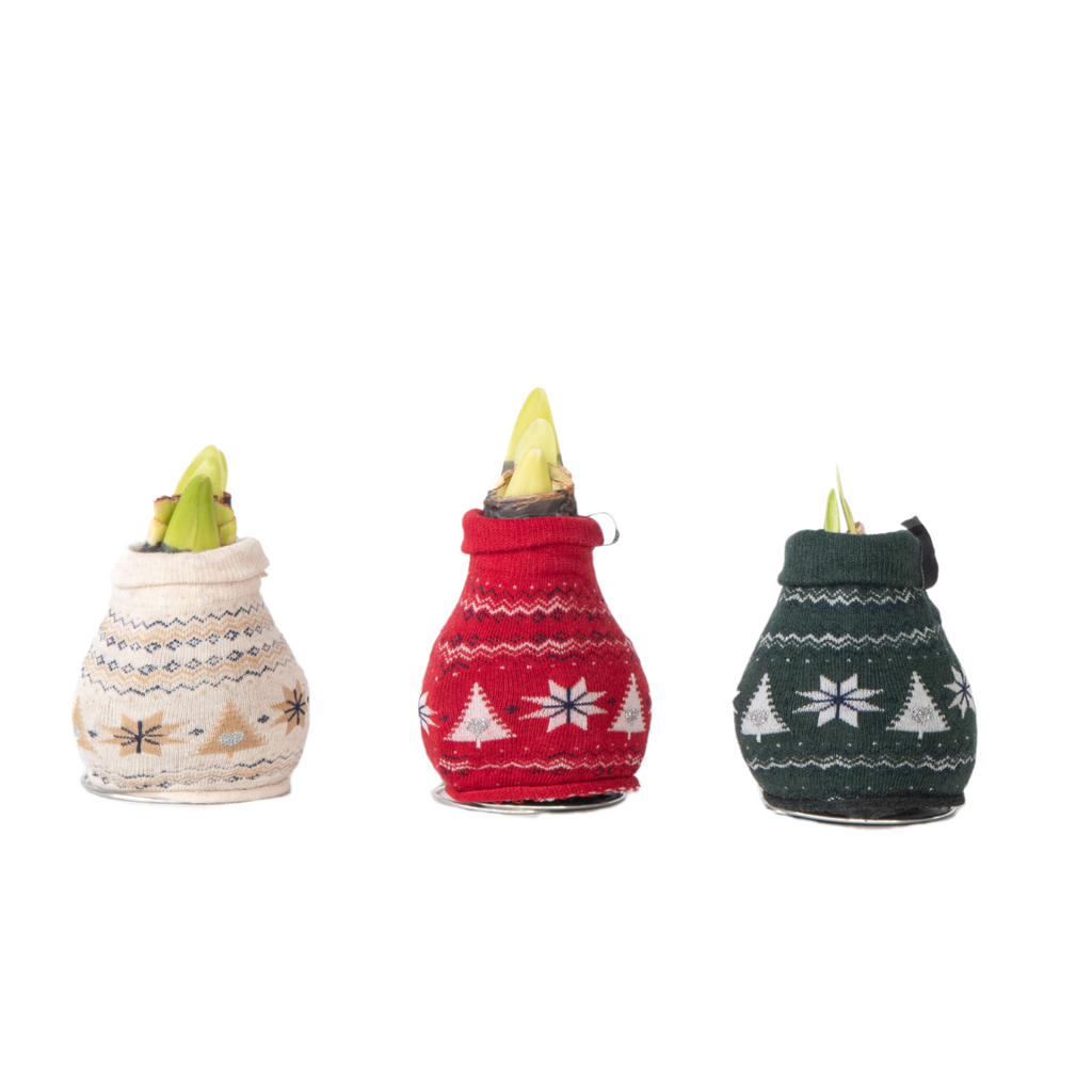Amaryllis - 3 pcs. - Hippeastrum 'Christmas Sweater' - Flower Bulb - Red
