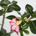 Desert rose - 2 pcs. - Adenium obesum - Height 30-45cm - ⌀13cm