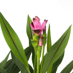 Siamese tulip turmeric - Curcuma 'Siam Splash' - Pink - H40-60cm - ⌀13cm