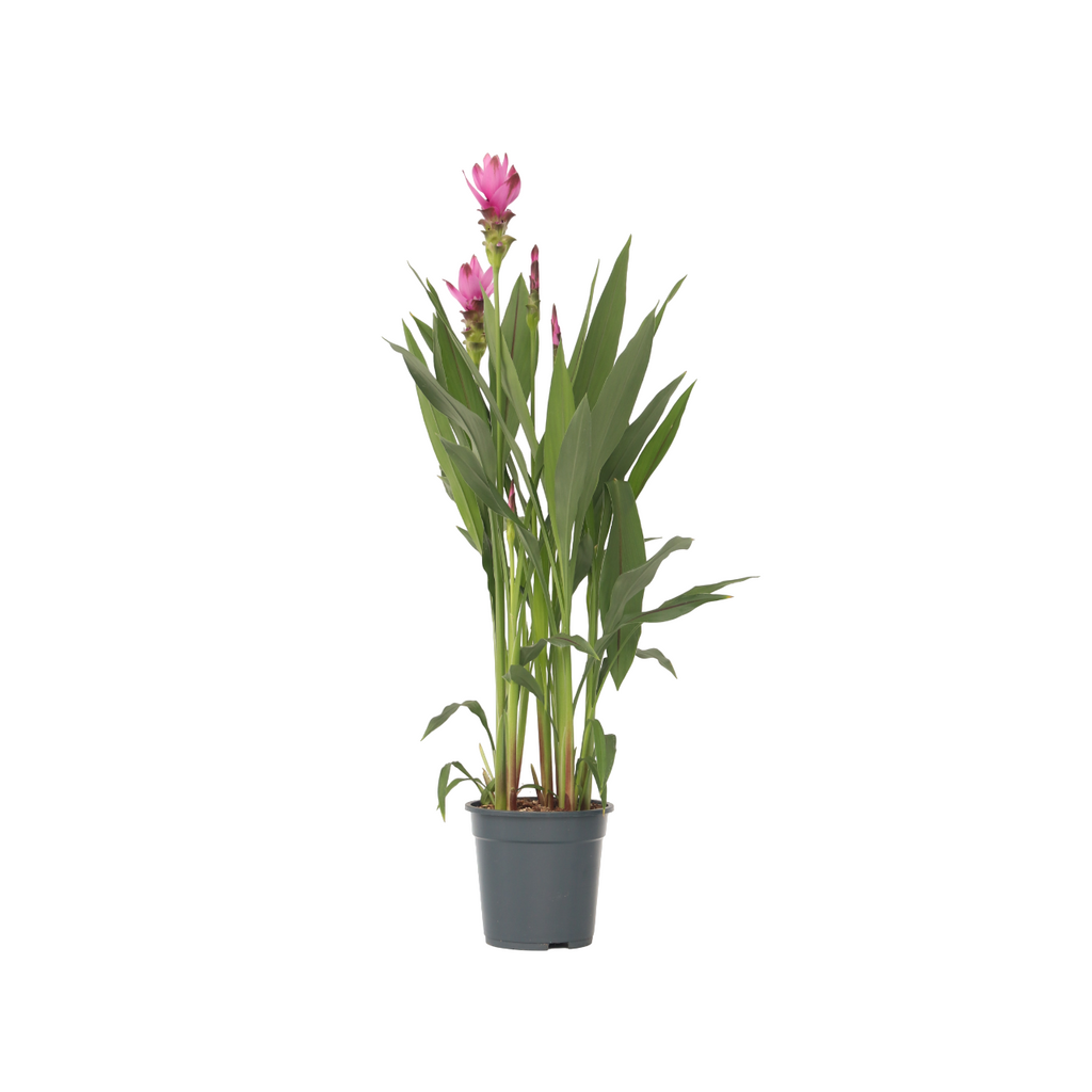 Thai Tulip - Curcuma alismatifolia 'Siam Supreme' - Height 70-90cm - ⌀19cm