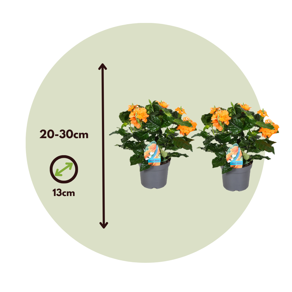 Firecracker Flower - 4 pcs. - Crossandra 'Fortuna' - Height 20-30cm - ⌀13cm