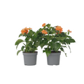 Firecracker Flower - 4 pcs. - Crossandra 'Fortuna' - Height 20-30cm - ⌀13cm