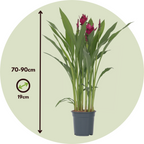 Thai Tulip - Curcuma alismatifolia - Height 70-90cm - ⌀19cm