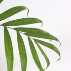 Parlour Palm - 2 pcs. - Chamaedorea elegans - Height 80-90cm - ⌀20cm