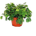 Mimosa Pudica - Small