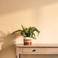 Small Planter | Sorrell