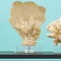Small White Coral Decor | Boho