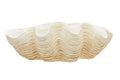 Large Clam Shell Bowl | Byron