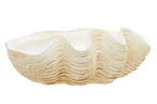 Large Clam Shell Bowl | Byron