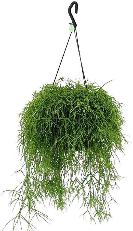 Rhipsalis - Small Hanging