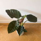 Elephant's Ear - Alocasia Wentii - Height 70-80cm - ⌀19cm