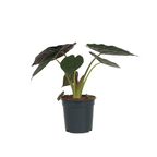 Elephant's Ear - Alocasia Wentii - Height 70-80cm - ⌀19cm