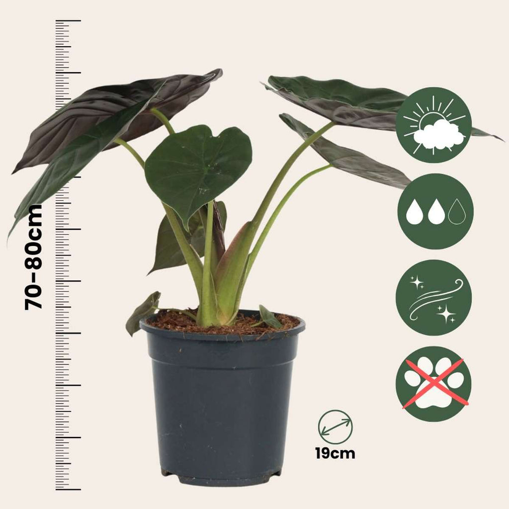 Elephant's Ear - Alocasia Wentii - Height 70-80cm - ⌀19cm