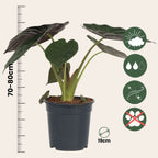 Elephant's Ear - Alocasia Wentii - Height 70-80cm - ⌀19cm