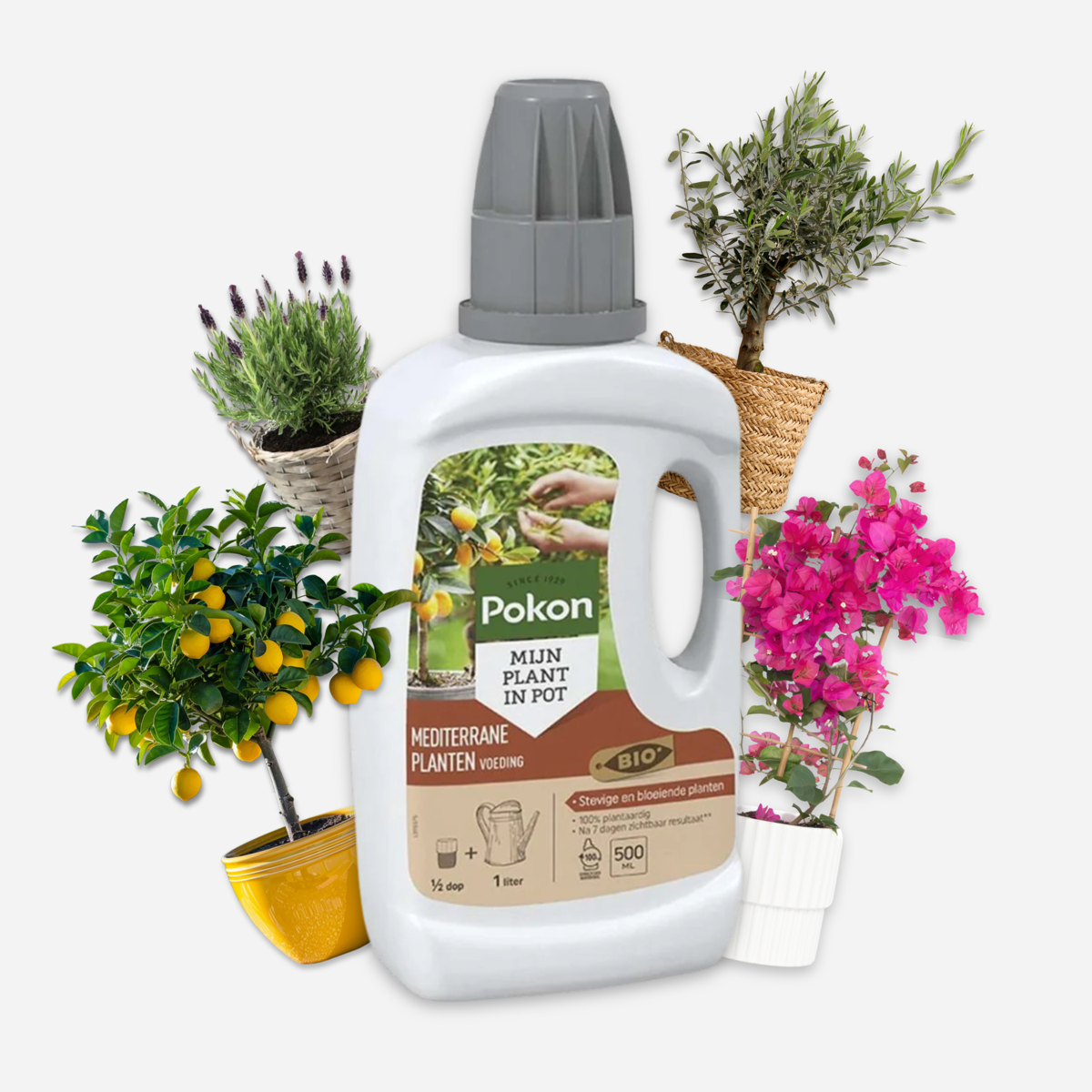 Pokon - liquid plant food Mediterranean Plants - 500ml