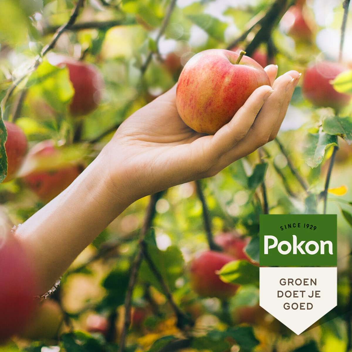 Pokon Bio fruit tree fertilizer - 1kg