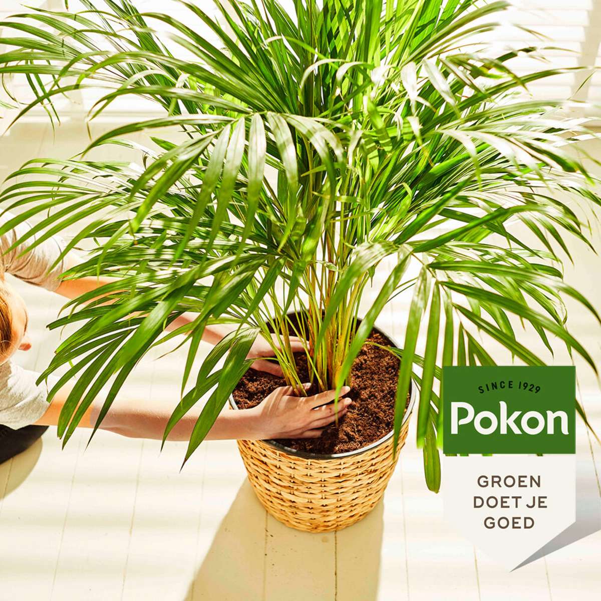 Pokon liquid plant food - palms - 250ml